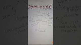 Calvin cycle C3 cycle most important topics neetyoutubeshorts [upl. by Nathanial798]