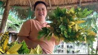 CROTONS EVERYWHERE  ANG DAMI KONG CUTTINGS  JELL SANTILLAN  BUHAY PROBINSYA [upl. by Burkhard]