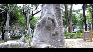 southnews《花樹教室》非常奇特的猢猻木Adansonia digitata [upl. by Abram]