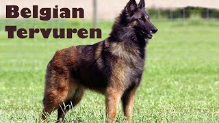 Podcast 132 Belgian Tervuren History  A true renaissance dog [upl. by Grobe131]