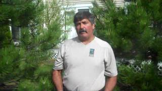 How to Fertilize Evergreen Trees [upl. by Lebana482]