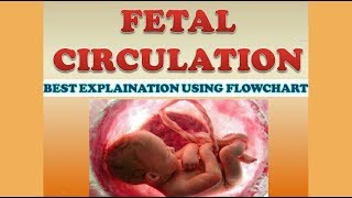 FETAL CIRCULATION [upl. by Antonia379]