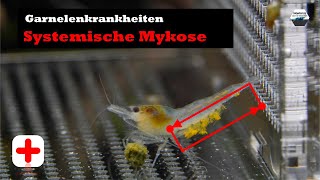 DIE SYSTEMISCHE MYKOSE  KRANKHEITSBILD UND BEHANDLUNG [upl. by Guido932]