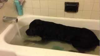 FUNNY VIDEO   MY BLACK LAB  PLAYING IN THE BATHTUB [upl. by Alain724]