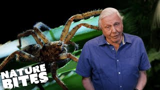 Stick Insect VS Deadly Huntsman Spider  David Attenboroughs Micro Monsters  Nature Bites [upl. by Elvah]