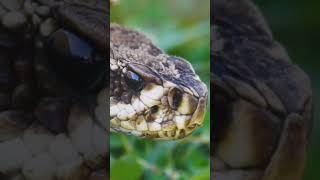 nature  snake  reptile  forest  beautiful scenery  relaxing clip  PT 3  EP 2  🐍🏞️🌄🤩😍🥰❤️💕 [upl. by Hauser362]