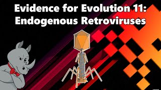 Evidence for Evolution  Endogenous Retroviruses [upl. by Vinna141]