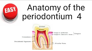 Anatomy of the periodontium 4 [upl. by Niltiac792]