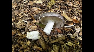 Identifying the Charcoal Burner Russula cyanoxantha [upl. by Rehpotsrihc]