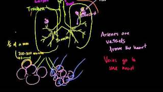 The Lungs and Pulmonary System in Bangla [upl. by Harp]