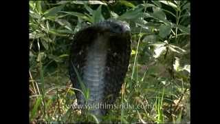 Cobra  the deadliest snake in India [upl. by Sender]