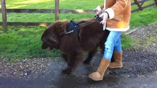 Newfoundland with a cruciate ligament injury using the GenX harness from Quincysdogs [upl. by Harat]