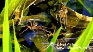 Fen Raft Spider at Suffolk Wildlife Trust Waveney Marshes [upl. by Kylen]