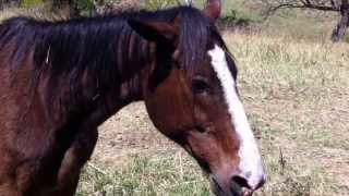 Strange death of a horse could this have been Australian bat lyssavirus [upl. by Iahc]