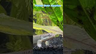 Planted aquarium BICHIR  Dinosaur Eel plantedtanks bichir bichirfish aquariumideas aquario [upl. by Vigor]