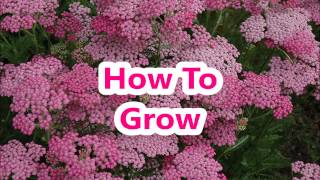 How To Grow That Achillea Cherries Jubilee [upl. by Amelita]