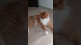 Watch how our Maine coon talks to us 😸🗣️ [upl. by Ecam]