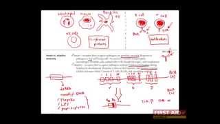 First Aid for the USMLE Step 1 IMMUNOLOGY  01  Overview of the immune system [upl. by Netsirk]