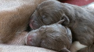 One Day Old Puppies Sleeping And Feeding [upl. by Tobin493]