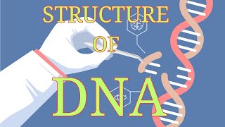 DNA double helical structure Harunbiozone [upl. by Aicak]