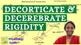 Decorticate and decerebrate rigidity  Maintenance of muscle tone  CNS Physiology MBBS 1st year [upl. by Yun]