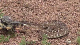 CASCAVEL E TEIÚ QUEM VENCE ESTA BATALHA O REI DAS SERPENTES MOSTRA PRA SEUS FÃS [upl. by Carolyn]