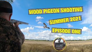 Pigeon Shooting  Wood pigeon Shooting Summer 2021 [upl. by Mateya]