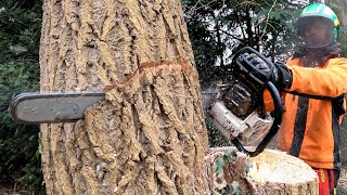 GROS DÉMONTAGE ET ABATTAGE DE PEUPLIERS STIHL 661 [upl. by Rawde]