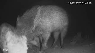 Lil Reds Go Still  Javelina Babies [upl. by Gaige]