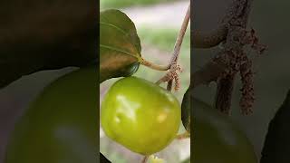 Indian jujube buah bidara fruit [upl. by Willyt]