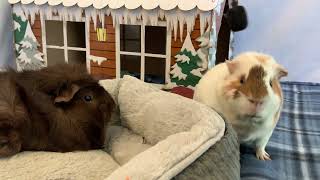 Silly Guinea Pig Is Shocked To See Another Pig KONA amp SUBA GUINEA PIGS [upl. by Flynn]