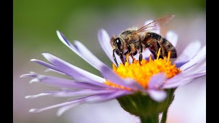 Bringing Bees Butterflies amp Birds to the Garden  Mitre 10 Easy As Garden [upl. by Phila113]