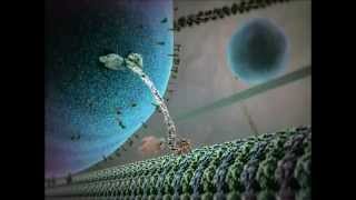 Kinesin protein walking on microtubule [upl. by Letnahs]