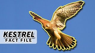 Kestrel Facts they HOVER while HUNTING 🦅  Animal Fact Files [upl. by Ylram79]