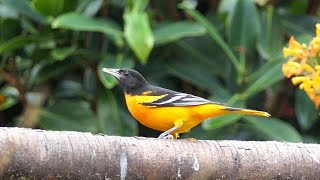 Baltimore Oriole in Costa Rica [upl. by Cecilius]