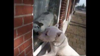 Dogo Argentino attacks  Dog Fight [upl. by Aveline972]