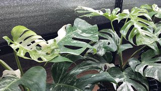 Monstera Albo Borsigiana Variegata Growth몬스테라 알보 키우기20221230몬스테라 신엽 찢잎 콧구멍 무늬몬스테라 성장과정 번식 분양 [upl. by Noicnecsa234]