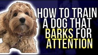 HOW TO TRAIN A DOG THAT BARKS FOR ATTENTION [upl. by Otiragram]