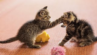 20 Minutes of Adorable Kittens 😍  BEST Compilation [upl. by Haon]