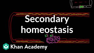 Secondary hemostasis  Advanced hematologic system physiology  Health amp Medicine  Khan Academy [upl. by Nort]