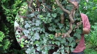 English ivy Hedera helix  Plant Identification [upl. by Tildie242]