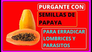 🔴 Cómo Se Utiliza la SEMILLA de PAPAYA para los PARÁSITOS  Como se prepara el PURGANTE de PAPAYA [upl. by Steward]