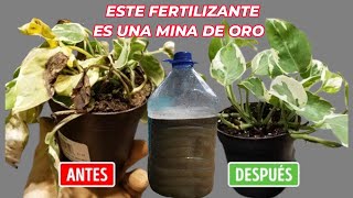 RESUCITA y CURA cualquier PLANTA ENFERMAS con este fertilizante casero 100 Orgánico [upl. by Vashtee]