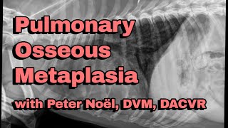 Pulmonary Osseous Metaplasia  Veterinary Diagnostic Imaging [upl. by Antonino331]