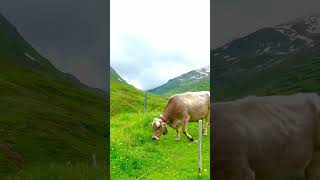 Andermatt Switzerland andermatt switzerland foryoupage virelshort [upl. by Atiugal]