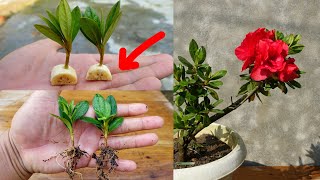 How to grow Azaleas from cuttings simple and effective with updates [upl. by Idid]