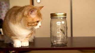 とまれよあそべ 超蝶で猫遊ぶCats playing with Toys butterfly マンチカン菊之助 [upl. by Serrano389]