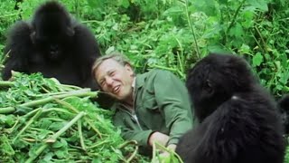 Attenborough Talks About His Famous Gorilla Encounter  Attenborough at 90  BBC Earth [upl. by Blinnie]