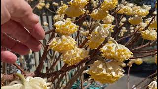 Edgeworthia a star garden specimen [upl. by Bouley]