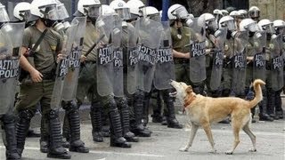 O Cão anarquista da Grécia [upl. by Balsam]